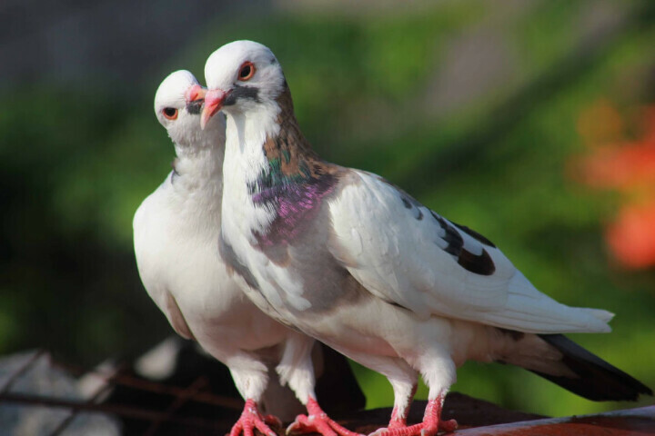 Mengeketkan Merpati (Giring Merpati) - MerpatiID